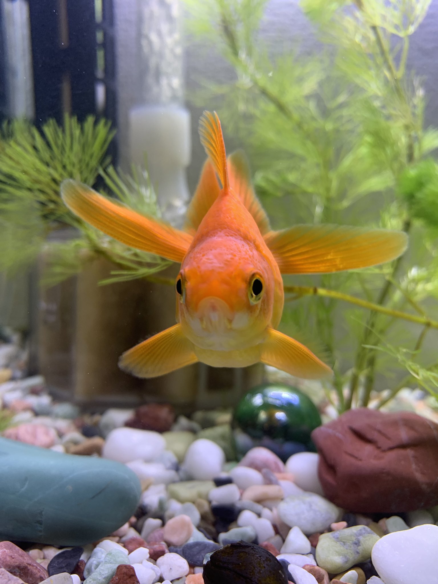 めっとこ 株式会社清州 公式 金魚さんいないと生きていけない 本社に金魚さんほしいの 金魚さんいないと油売るの怠くなるめっとこなの O O 本社に水槽か穴掘らないとなの 本社でのお仕事環境に金魚を 社長はokだけど専務がダメ