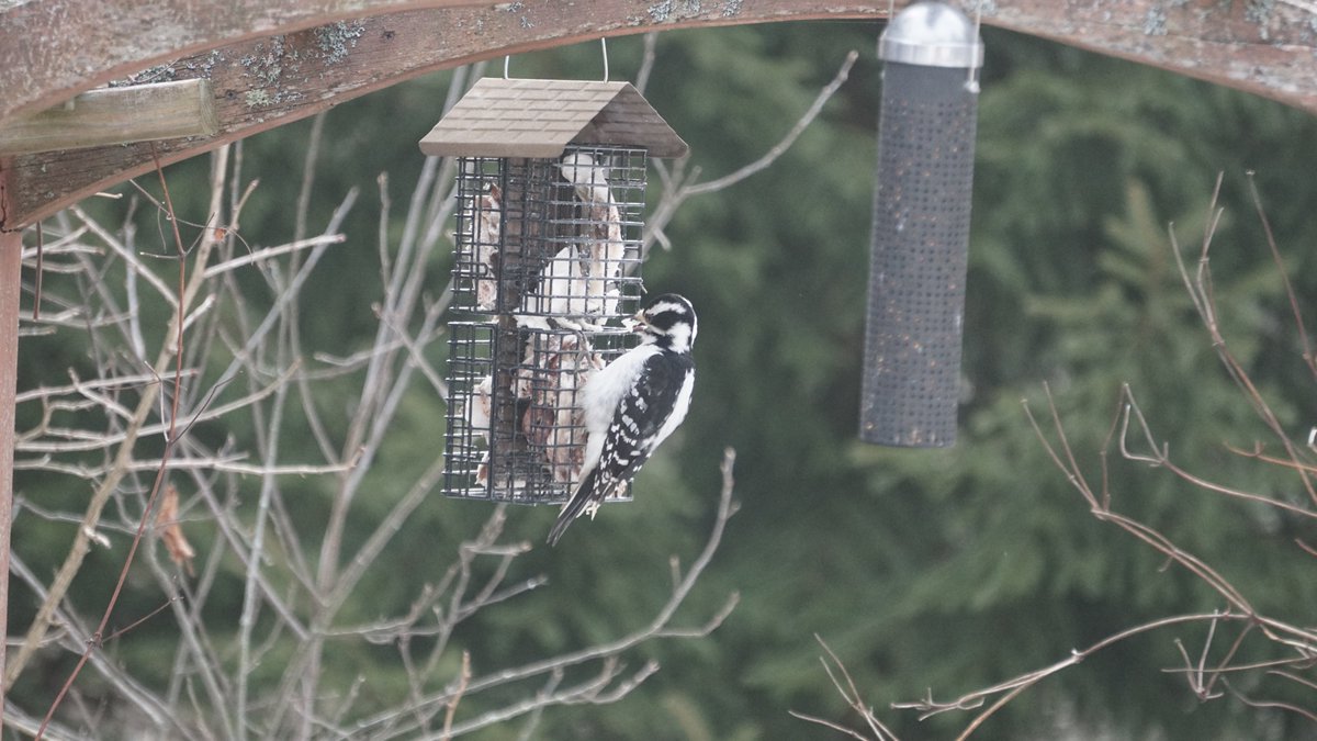 How did your #BreakfastBirdwatch go today? Ours saw the return of a Hairy woodpecker to our suet feeders. 
Remember to share your photos and observations with us and add the tags #breakfastbirdwatch and #muskoka.