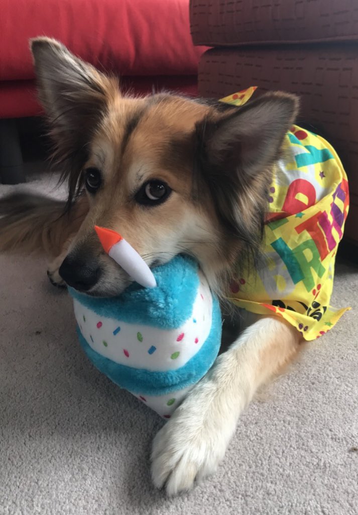 KMac25's tweet photo. Thanks to the grade 6s for singing happy birthday to my new teaching assistant, who is turning 5 today! 🥳#MGM #onlinelearning https://t.co/LnnjvPLSK6