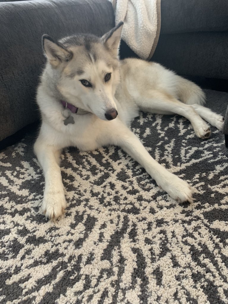 Katie Yurco (@katieyurcoatt) on Twitter photo My fuzzy coworker has been giving me the side eye staring at my breakfast for the past 15 minutes even though she has her own right across the room... she clearly doesn’t care about boundaries! 🤣 #socialdistancing #PetsOfIHX <a href="/Cellseller7777/">Tammy R. Collins</a> <a href="/JT_42/">Julia Grimes</a> <a href="/CStanley_711/">Courtney Stanley</a> My fuzzy coworker has been giving me the side eye staring at my breakfast for the past 15 minutes even though she has her own right across the room... she clearly doesn’t care about boundaries! 🤣 #socialdistancing #PetsOfIHX <a href="/Cellseller7777/">Tammy R. Collins</a> <a href="/JT_42/">Julia Grimes</a> <a href="/CStanley_711/">Courtney Stanley</a>