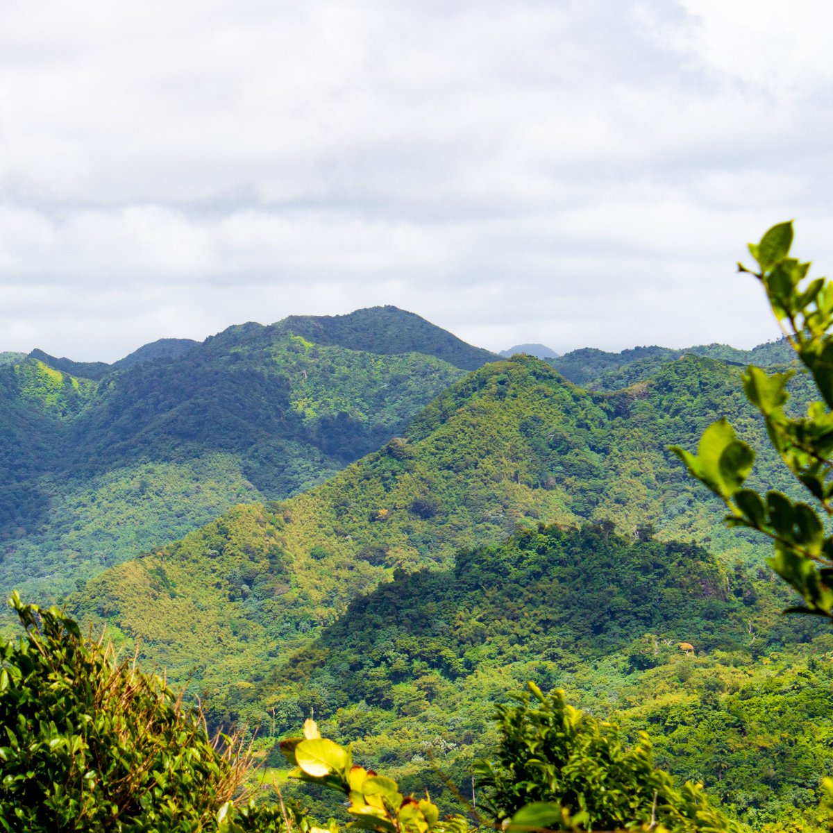 Explore the lush mountain ranges that #Grenada has been blessed with! #discovergd #mountains