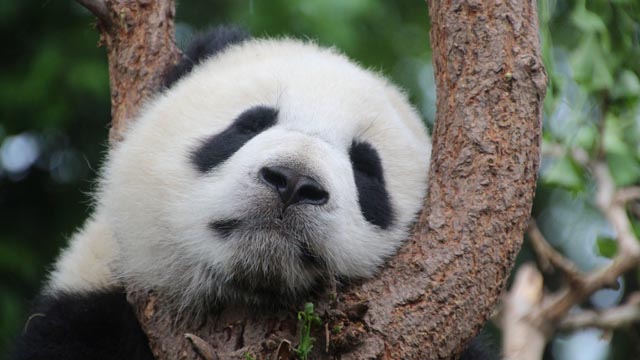 7 years ago FPG were selected to protect the internationally acclaimed panda attraction at Edinburgh Zoo. We are happy to have continued that relationship and now protect the full site, including all external #CCTV and entrances.
fpgltd.co.uk/news/
@scutum_uk <a href="/GroupeScutum/">Groupe SCUTUM</a>