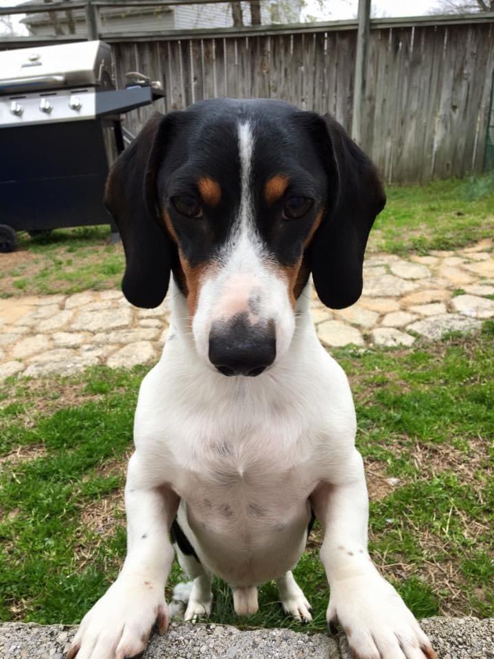 Hey <a href="/CorkranMSAACPS/">CorkranMSAACPS</a>  let’s see your #PetsofAACPS