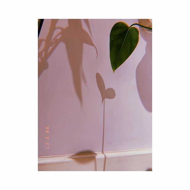 a_y5683's tweet photo. ハート♥️ #お店の #観葉植物 #影絵 #可愛い https://t.co/raj2X1kFSk https://t.co/SZexHpqxx3