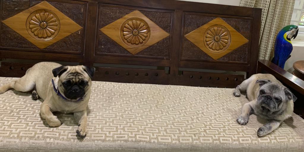 VanathiBJP's tweet photo. At times like this, even my dogs Pooja and Maya pay heed to the Prime Minister's call of social distancing!
#IndiaFightsCorona 
#SocialDistanacing https://t.co/jazoumEiE1