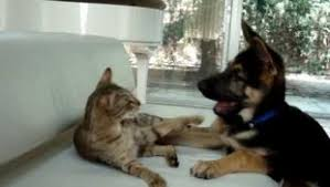 Okiemom50's tweet photo. @GSDCofAmerica Favorite toy? ๐๐ถ๐ฑ #gsdca #gsd #pets #dogs #favoritetoyfriday #germanshepherds https://t.co/UW9lzvXWe2