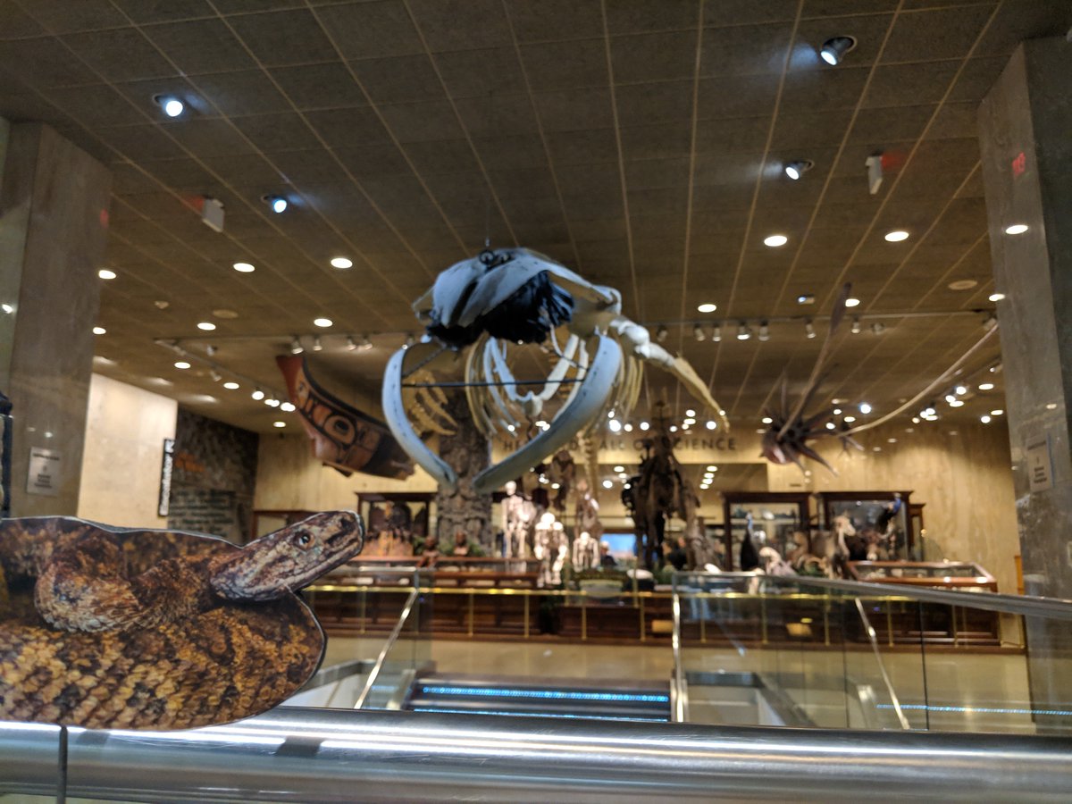 MPMsnake's tweet photo. With no one around I took a stroll through the Museum last week! #Selfie #MuseumSelfie #MuseumSnake #ImBeautiful https://t.co/Q9SgfWmlHg