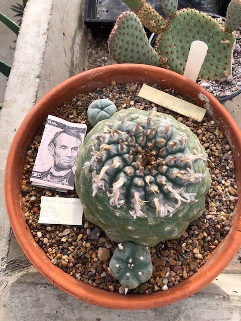 CactusInstitute's tweet photo. Cactus Conservation Institute is dedicated to the study and preservation of vulnerable cacti in their natural range. Please join in!  #lophophora #peyote #cactusplant #cactuslovers https://t.co/r5r52v3HEv