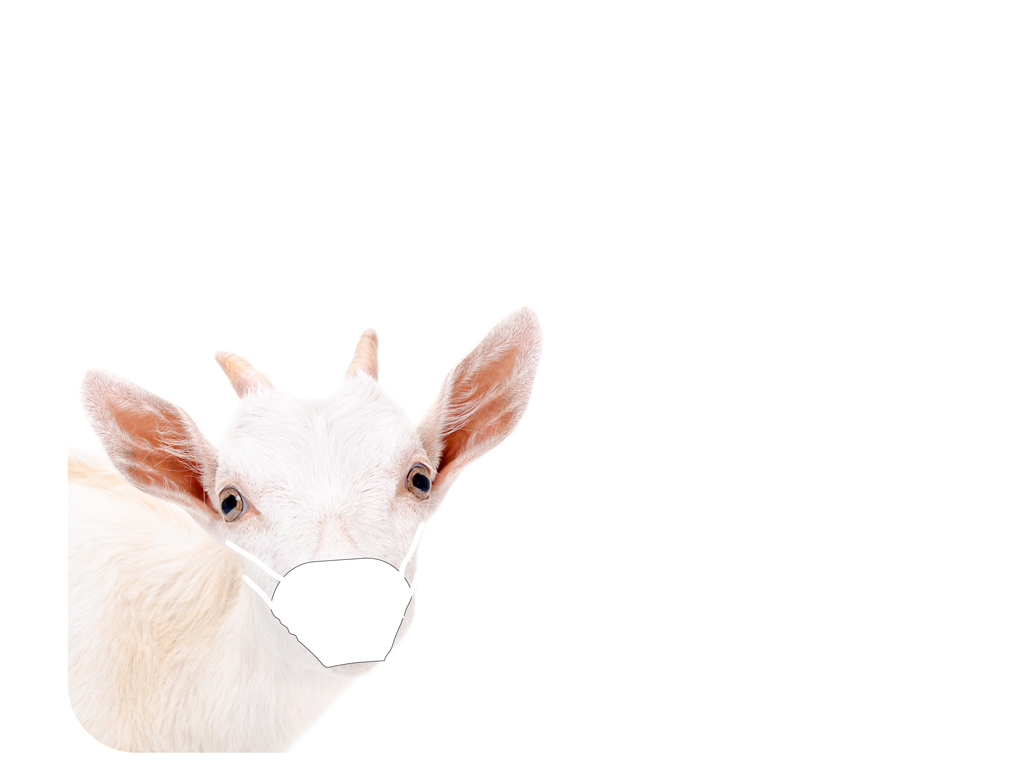 mymonger's tweet photo. #retailsurvival was a success, with dozens of specialty food shoppes and buyers on the call.
@dillpicklecoop
and
@Rainbow_Grocery
killed it! Read the recap and chat stream here: https://t.co/lqCzhIK3Za
#goatforit #homemademasks #toosoon https://t.co/bYFrtshYTs