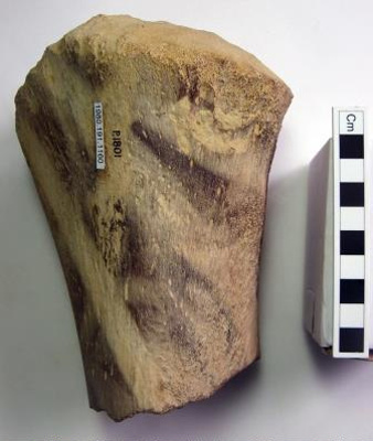 AbingdonMuseum's tweet photo. For #FossilFriday here's part of a large limb bone from a #Jurassic #Pliosaur, a type of short-necked plesiosaur with large head and a massive toothed jaw. Found at Marina gravel pit, Wilsham Road #Abingdon #MuseumFromHome #AbingdonCollection100 #fossilcollection #paleontology https://t.co/sq0wzM7EiY