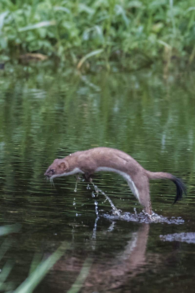 hertskingfisher's tweet photo. Some more stoat pictures....which is your favourite and why. Please comment... https://t.co/55TFKSc796