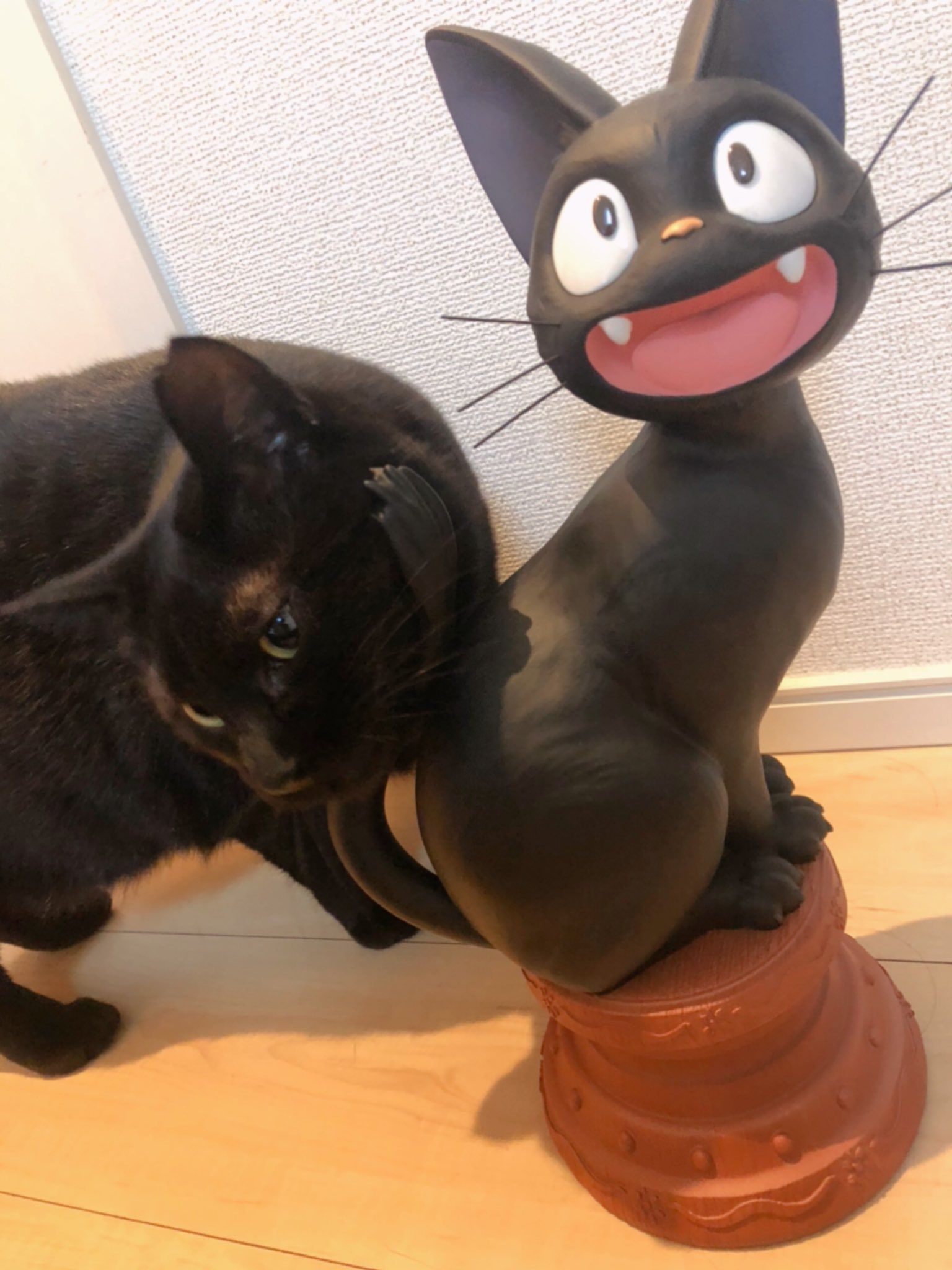 黒猫うにと三毛猫いくら on X: 