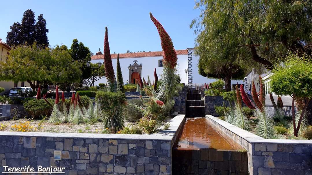 TenerifeBonjour tweet media