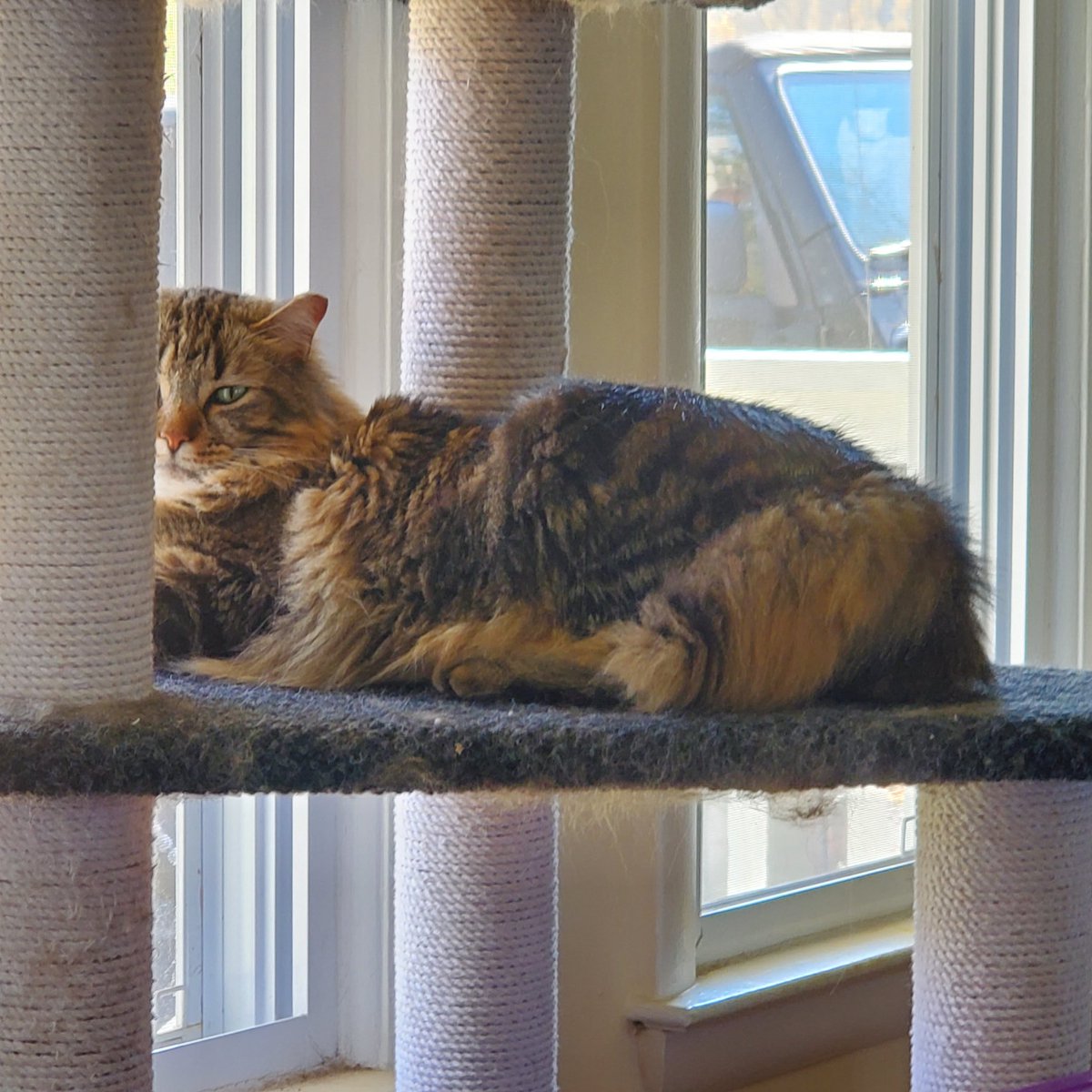MrsFitz3rd's tweet image. I don&apos;t have my Parklawn t-shirt on today (#laundry 🤦‍♀️), but I DO have 2 little fur babies that keep me busy! 

Here&apos;s Eddie, my cat, doing what he does best -- laying in front of an open window, sleeping or watching all the critters in our neighborhood.