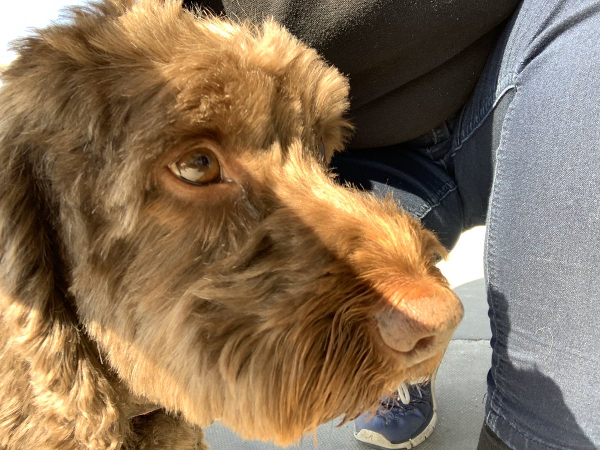 JoannaWestUK's tweet photo. Best bit about my new role (apart from my lovely new colleagues!) is meeting some gorgeous dogs! #beingcoopy #supportDerby https://t.co/54EZYZpHMl