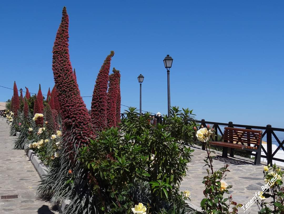 TenerifeBonjour tweet media
