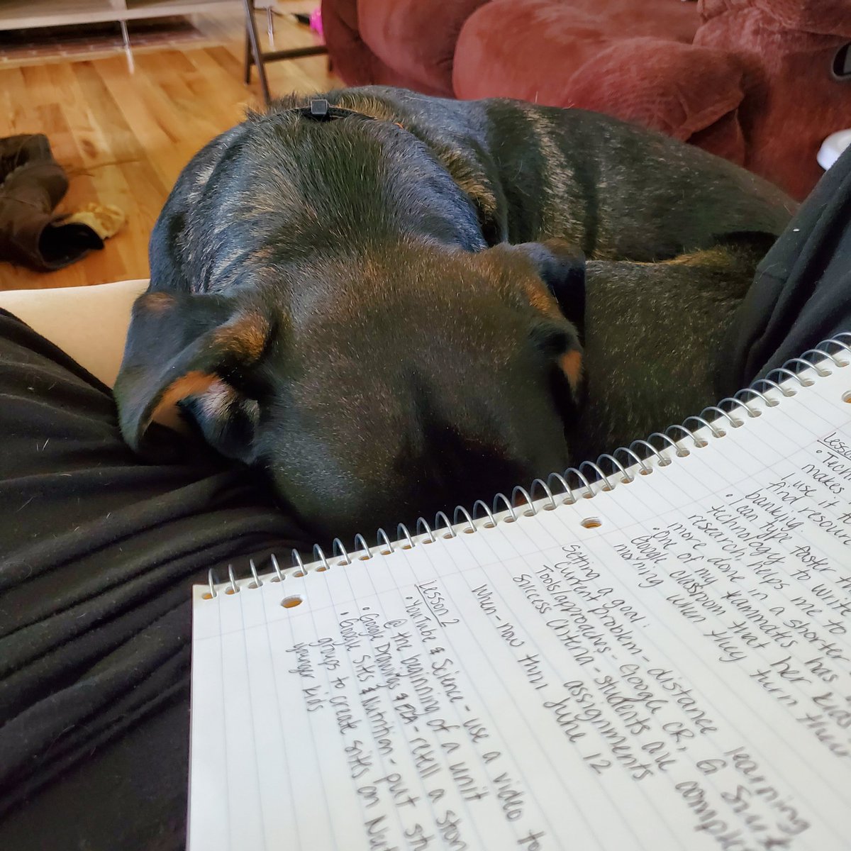 MrsFitz3rd's tweet image. And here&apos;s Bear, also doing what he does best -- sleeping next to me while I do some learning! Since he hurt his foot, he&apos;s on some medicine that makes him really sleepy. I love snuggling with this 75-pound baby!

Show me some pictures of your pet! @ParklawnFCPS