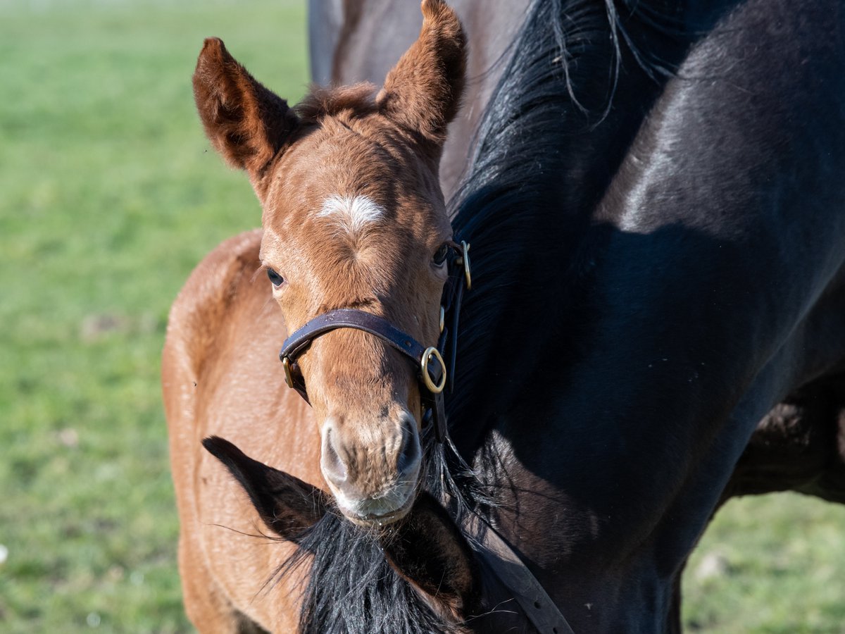 WatershipStud's tweet photo. Gale Force and her three-day-old filly foal by Australia enjoying a bit of sunshine in the paddock! #FoalFriday #BornRaisedAndGrazed https://t.co/mP3SYDdjQj