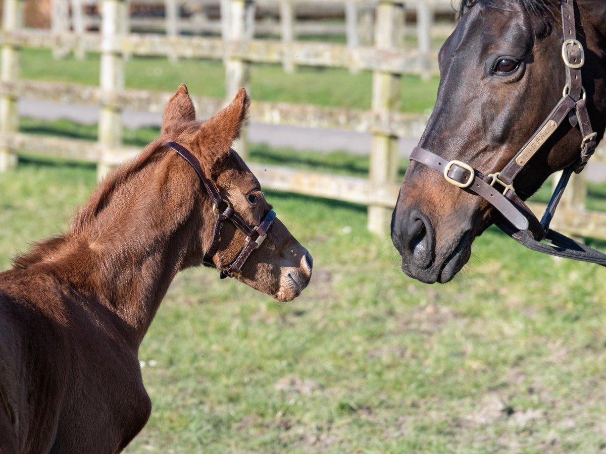 WatershipStud's tweet photo. Gale Force and her three-day-old filly foal by Australia enjoying a bit of sunshine in the paddock! #FoalFriday #BornRaisedAndGrazed https://t.co/mP3SYDdjQj