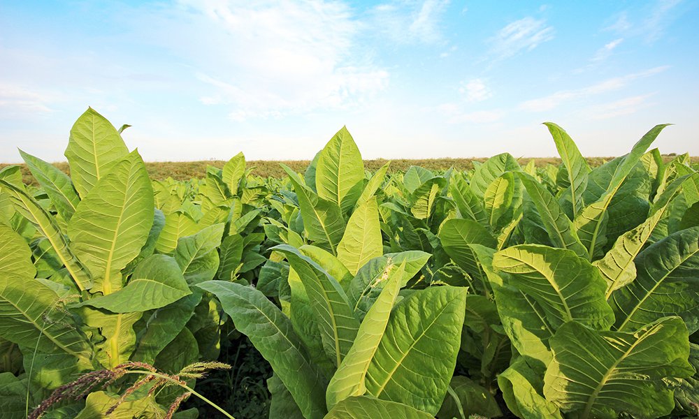 NEWS | British American Tobacco to make “all plastic packaging recyclable” circularonline.co.uk/news/british-a…