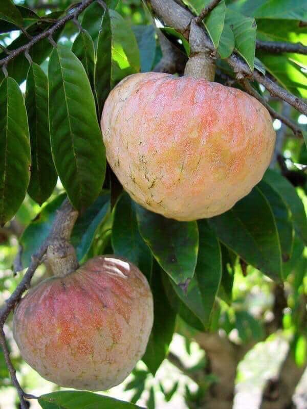 vingoute's tweet photo. Èske w pran ti vitamin C w maten an? 
Daprè kèk dokiman nou konsilte: 
📍Zoranj jwe yon wòl enpòtan nan kò w, li pèmèt ou goumen kont agresyon viral ak mikwòb. Li gen anpil kalsyòm. 
📍Kachiman bay san, li bon pou kè, li ba w fòs. 
#VinGoute https://t.co/fKAxwbk8A0