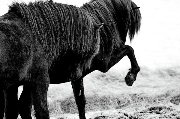 New artwork for sale! - "Rivals" - fineartamerica.com/featured/rival… <a href="/fineartamerica/">Fine Art America</a>