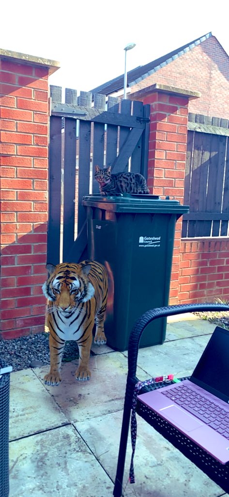 MissHun12148243's tweet photo. @ShotleyBPrimary Beaus hiding on the bin from the big fierce tiger in our garden! 🐅 🐈 https://t.co/bLStI6qMDk