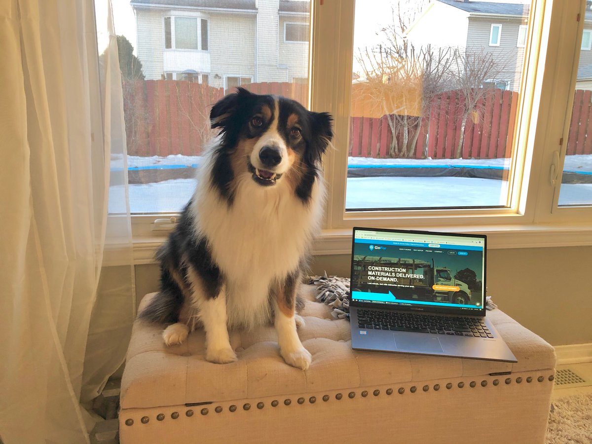_deliverbetter's tweet photo. Doing our part to social distance with our furry team members!! Stay safe everyone. #dogsofGoFor https://t.co/cQPSOaXuC3