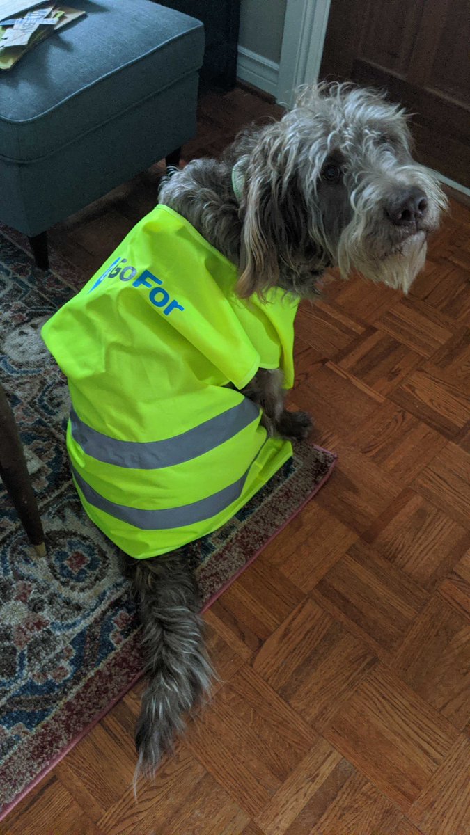 _deliverbetter's tweet photo. Doing our part to social distance with our furry team members!! Stay safe everyone. #dogsofGoFor https://t.co/cQPSOaXuC3