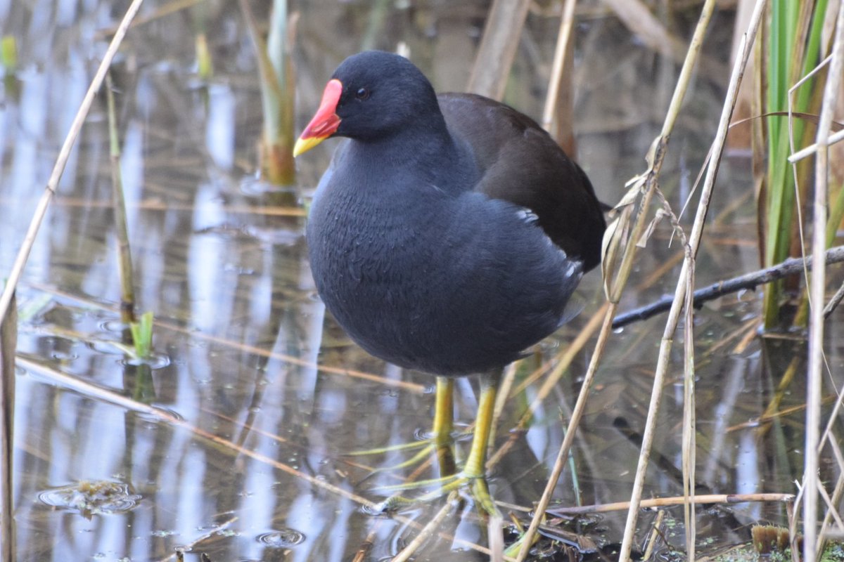 Smugly321's tweet photo. #Birds4Smiles #moorehen https://t.co/GuaCSsD4PY