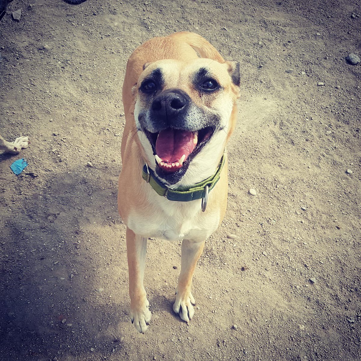 Amores_Peludos's tweet photo. Nala, otra de las niñas de nuestra querida Virgi le manda una súper sonrisa desde el albergue. Ella lleva mucho de acogida en casita de Virgi y sigue esperando encontrar una familia definitiva pero hasta el día de hoy su única y favorita mama es Virginia, https://t.co/2uDg6KDGUb