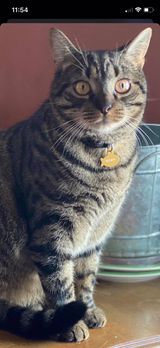 BOLO! Benny is missing from Moran Rd in Billerica. Last 3/25 in the treble cove / route 4 area. He is 1.5 years old, 14 lbs, dark grey tabby. Benny is an indoor/outdoor cat. He wears a black collar with a gold tag. Please contact 978-809-9048 if seen or AC 978-215-9639