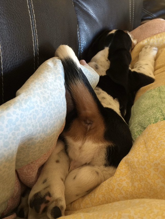 Pattiehmail's tweet photo. Missing my stinky butt!! 😔 https://t.co/wkiJ5sYVkM