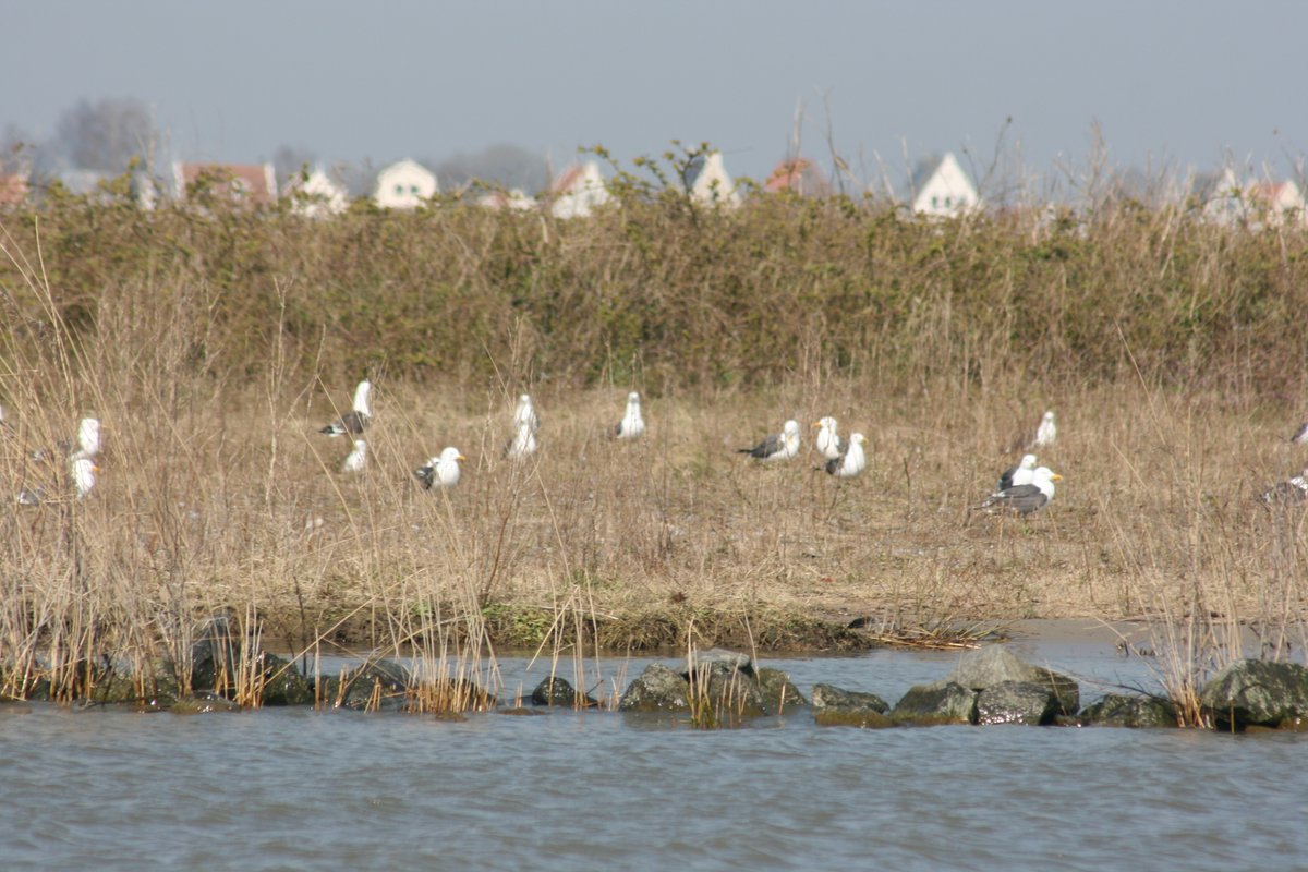 BaranesJudy's tweet photo. Teamwork @IBED_UvA. Following current protocol, keeping physical distant &amp; fieldwork to a minimum. Great expedition to natuureiland IJmeer, w/@EcologieMM on Dreissena, doing some preliminary observations for future #gull research. A small paradise just outside #Amsterdam. https://t.co/uxfnV2idKP