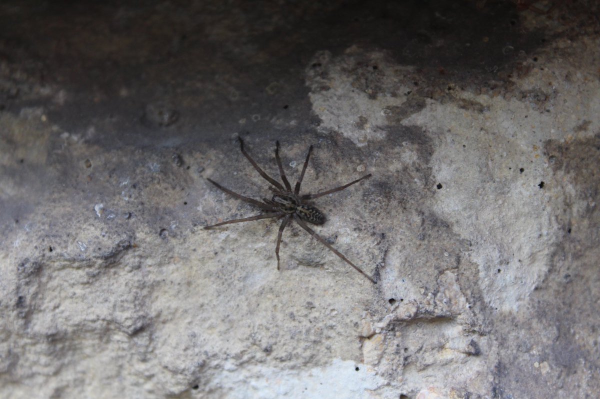 Day four. Dock Bug Juvenile House SpiderMale Crab Spider (unknown species)Female House Spider  #GardenWildlife  #LockdownWildlife  #WildlifePhotography