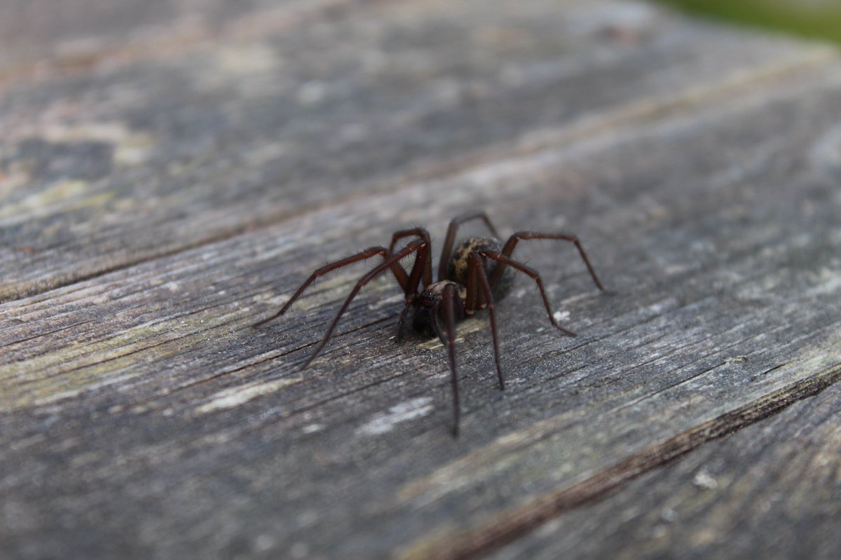 Day four. Dock Bug Juvenile House SpiderMale Crab Spider (unknown species)Female House Spider  #GardenWildlife  #LockdownWildlife  #WildlifePhotography