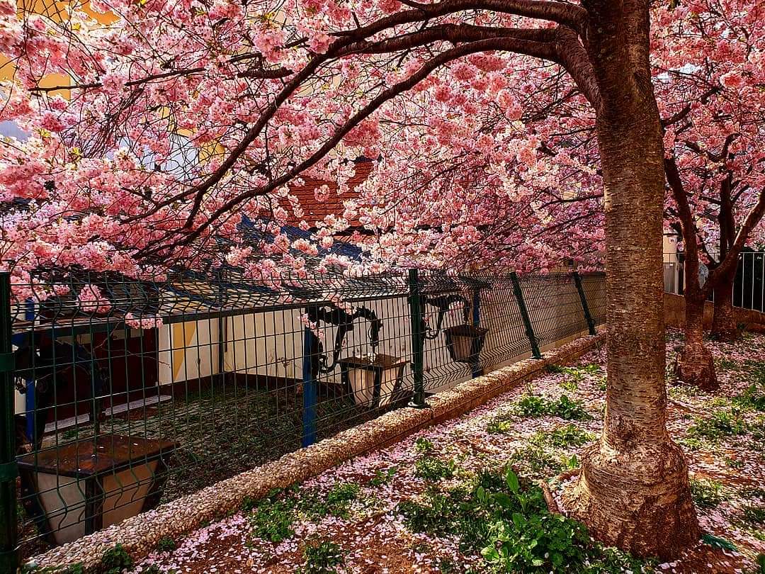 Saška Grušovnik tweet media