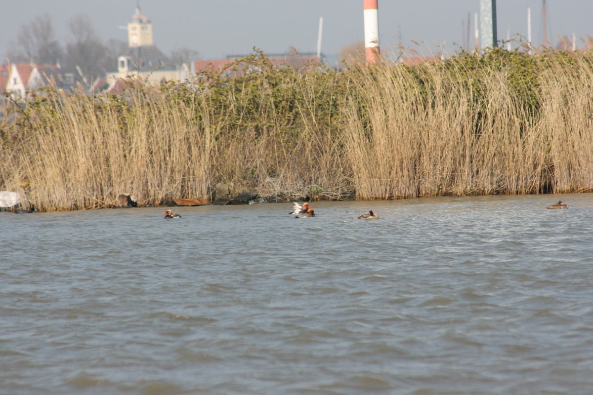BaranesJudy's tweet photo. Teamwork @IBED_UvA. Following current protocol, keeping physical distant &amp; fieldwork to a minimum. Great expedition to natuureiland IJmeer, w/@EcologieMM on Dreissena, doing some preliminary observations for future #gull research. A small paradise just outside #Amsterdam. https://t.co/uxfnV2idKP