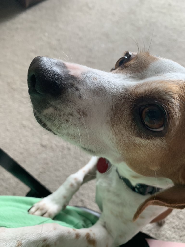 MsRoseBand's tweet photo. My Assistant to the Assistant Band Director has been very needy today! She can’t get enough of the awesome composer projects I’ve been grading! #HMSProud https://t.co/ypcxYs1txl