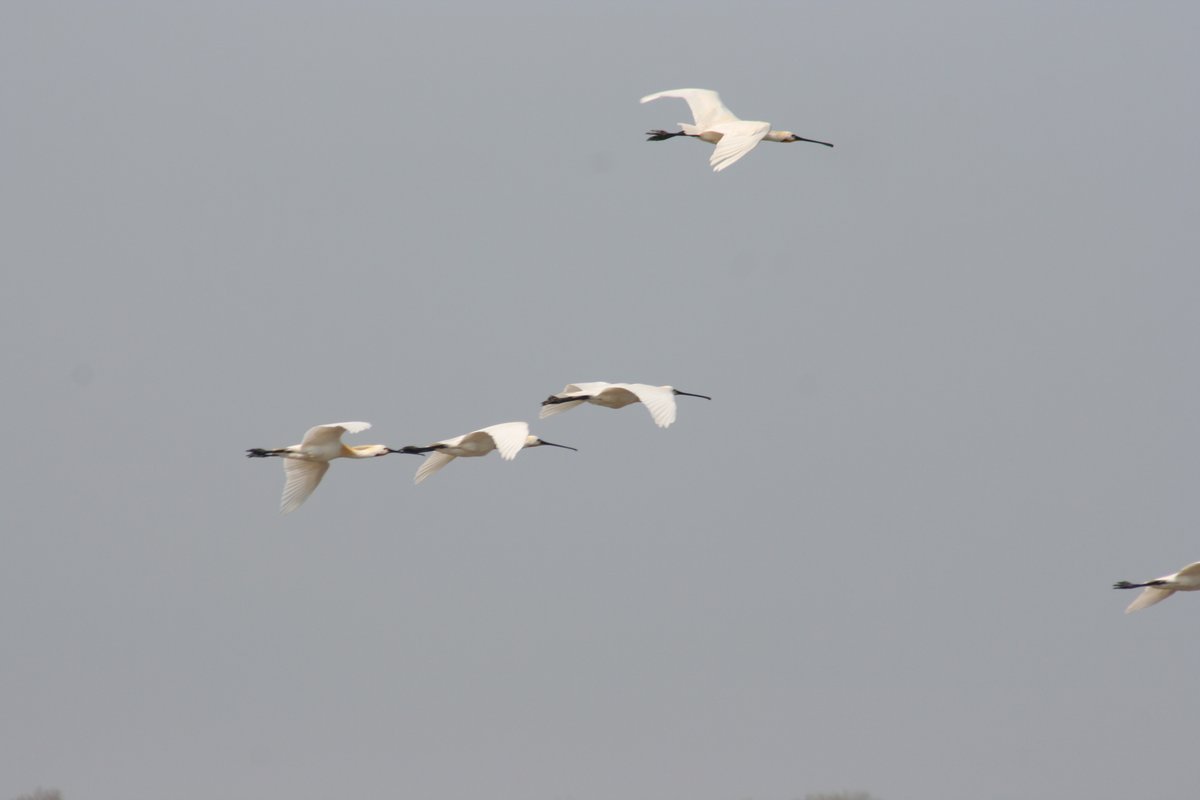 Teamwork <a href="/IBED_UvA/">IBED</a>. Following current protocol, keeping physical distant &amp; fieldwork to a minimum. Great expedition to natuureiland IJmeer, w/<a href="/EcologieMM/">Harm van der Geest (ecologie Markermeer)</a> on Dreissena, doing some preliminary observations for future #gull research. A small paradise just outside #Amsterdam.