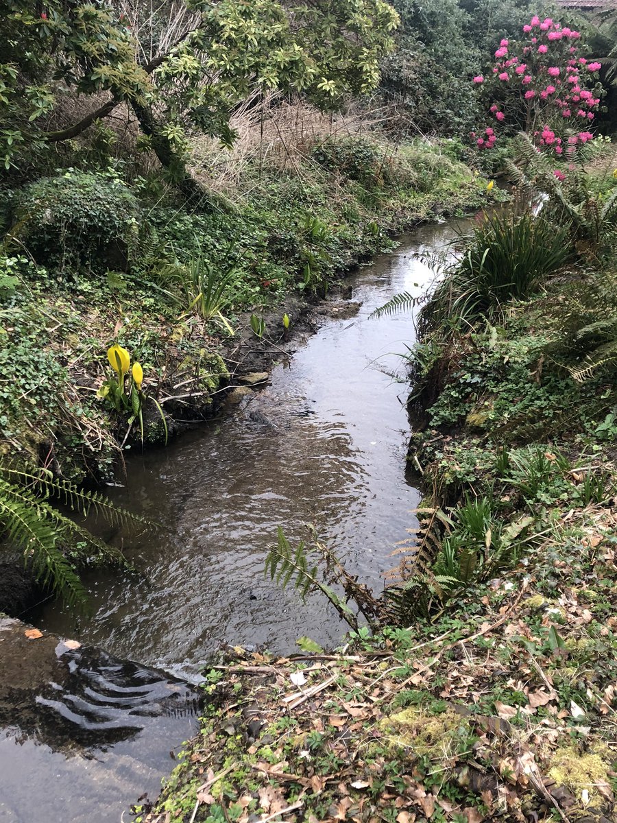 #Day87 I’m dizzy 😵 looking back on my walking route today! What was I doing? #Distracted #EnjoyingNature #stayhealthy #100daysofwalking