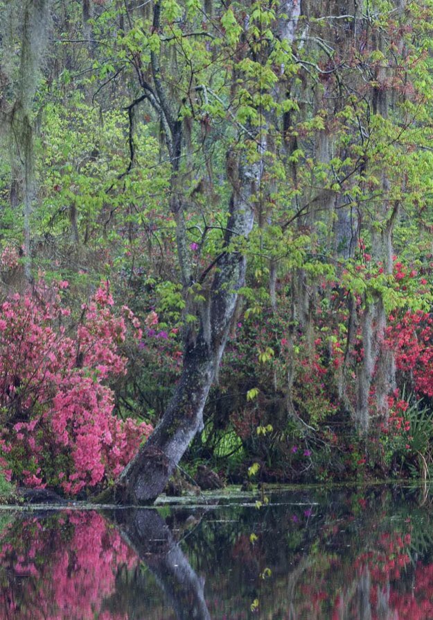 Gorgeous Azaleas in bloom at Magnolia Plantation and Gardens in beautiful Charleston, South Carolina 🇺🇸🌺🌺