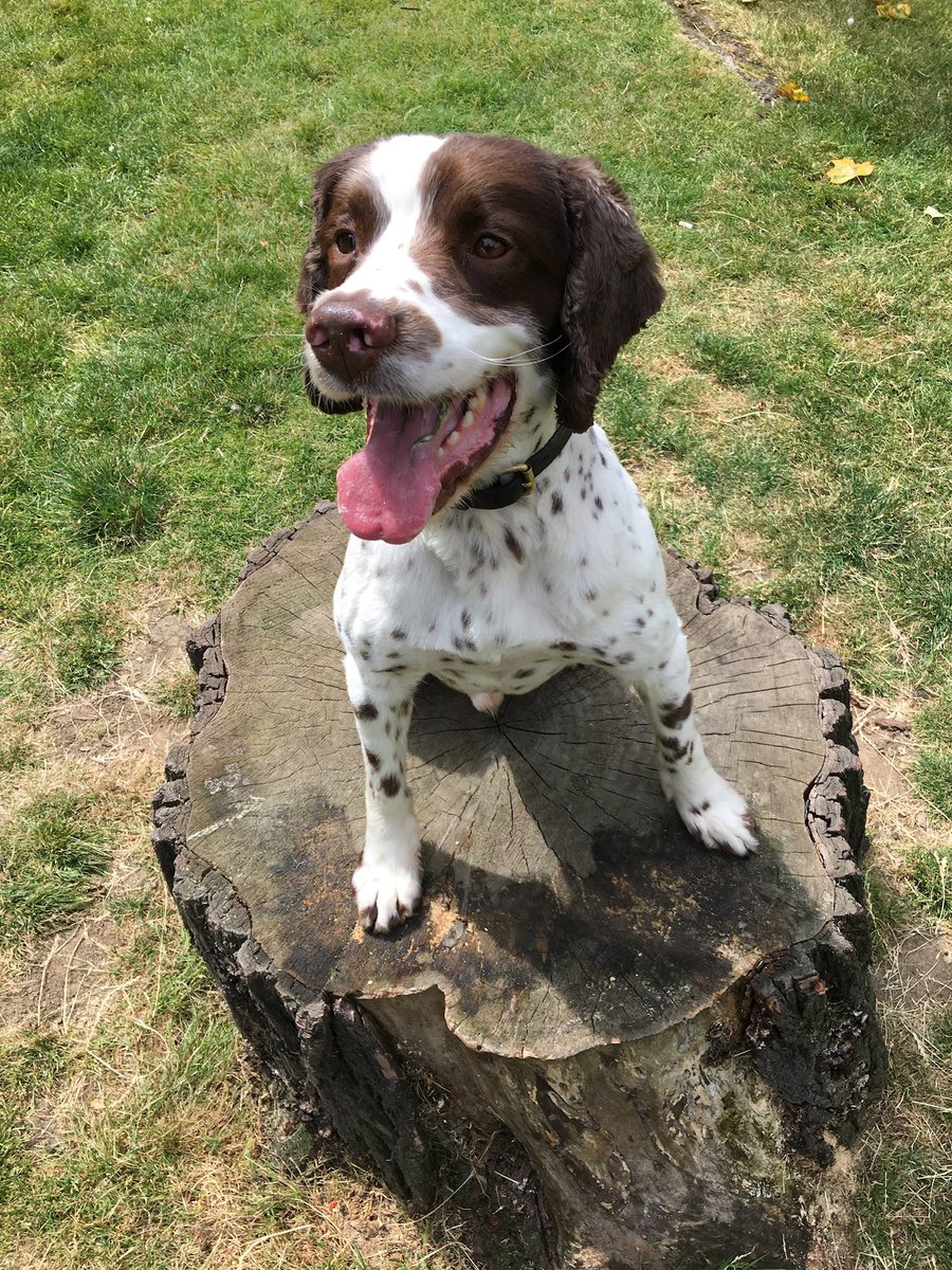 CityPoliceDogs's tweet photo. Have you or a pet got a birthday during these isolated times? Send us a message on your birthday and one of our dogs will send you some birthday wishes! 🐾 🥳 Start with PD Roger On his 5th Birthday Today! #PDRoger @CityPoliceCops @CityPolice @cityoflondon @PCHarryRance https://t.co/L7saFB3HwW