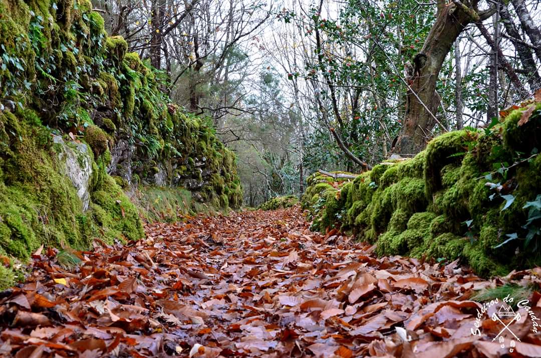 flopezcu's tweet photo. Paso a paso, pisando as bágoas dos carballos que cada ano alfombran este camiño polo que vai soñando o meu espírito.
#SerradoCandan #camiños #natureza #vida #Lalín #sendeirosdocandan https://t.co/8a658wlYzs