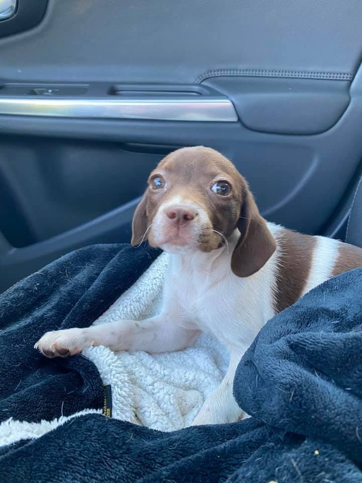 Stuck at home with no lax? Foster a dog from <a href="/CaneRossoRescue/">Cane Rosso Rescue</a> for service hours! Shout out to all of the <a href="/esdwlax/">ESD Lacrosse 🦅</a> girls who took in dogs this week!! #GD2BAE