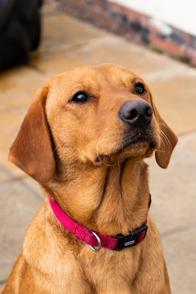 riverdogsuk's tweet photo. Frankel isn't going to Hollywood, not when Tadcaster needs a superstar pup right here! We're huge fans of how regal Frankel looks in this photo too; it could almost be a stamp!! #doggydaycareuk #doggydayout #doggydaycarelife #dogcare #caninecare #doggyday #tadcasterwalks https://t.co/G6AIl70xAi
