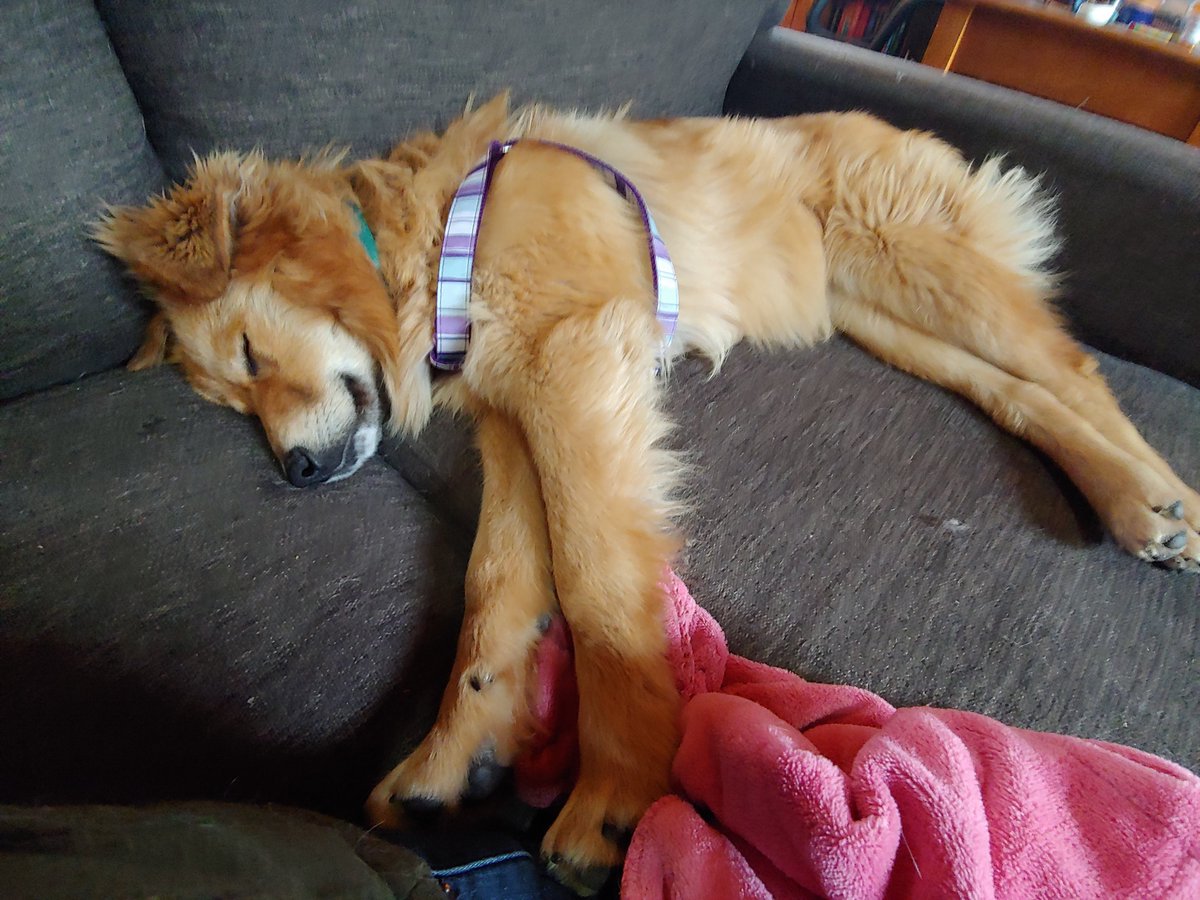 rescue_rose's tweet photo. Meet Leeloo. Puppy was dumped without a collar or chip in our neighborhood last week. She's about a year old, untrained &amp; complete sweetheart. She doesn't chase cats or chickens. She is joining our family to protect our ranch and give lots of love. #notadonkey #puppy #rescuedog https://t.co/mbzzzLkcHq