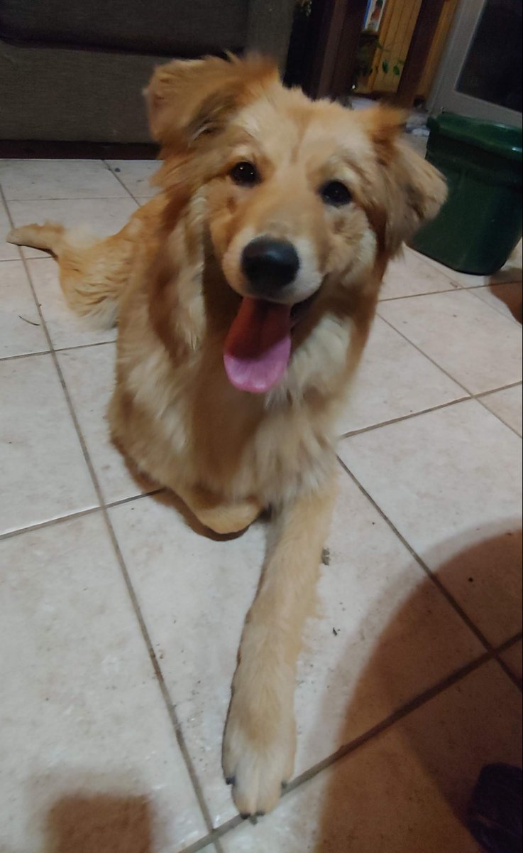 rescue_rose's tweet photo. Meet Leeloo. Puppy was dumped without a collar or chip in our neighborhood last week. She's about a year old, untrained &amp; complete sweetheart. She doesn't chase cats or chickens. She is joining our family to protect our ranch and give lots of love. #notadonkey #puppy #rescuedog https://t.co/mbzzzLkcHq