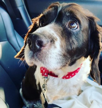 🆘COCO #Lost #ScanMe  
OLDER Liver/White English Springer Spaniel Female
#Offton #Suffolk #IP8
 Coco is very, very nervous, if seen please contact the owner immediately☎️07714204871
doglost.co.uk/dog-blog.php?d…