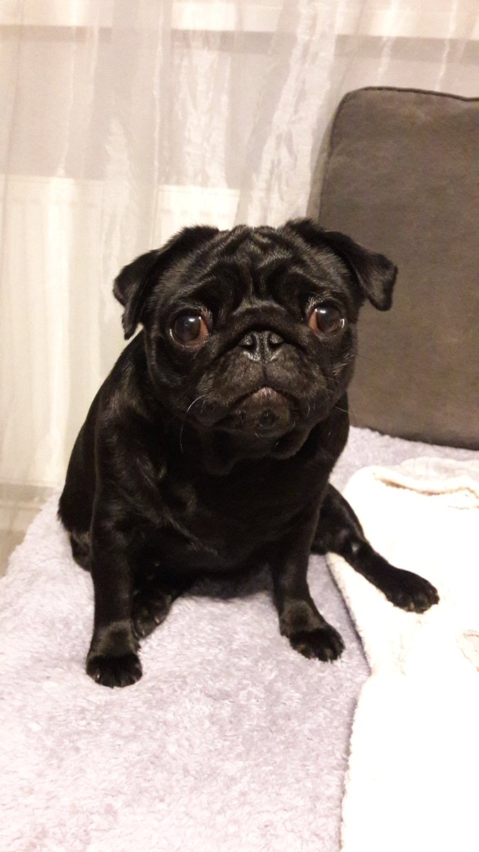 L73_gaming's tweet photo. I forgot #LunchbreakFriday so here is a pic of my pug daughter to make up for it. https://t.co/Cxfsa9MIwU